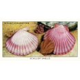 thumbnail image 1 of Wills' Cigarette Card - Scallop Shells. Poster Print By Mary Evans Picture Librarypeter & Dawn Cope Collection, 1 of 3