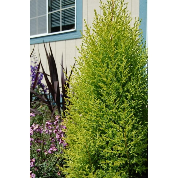 Wilma Goldcrest Monterey CypressCompact EvergreenVibrant LemonYellow Foliage 4" Pot (Pack of 4)