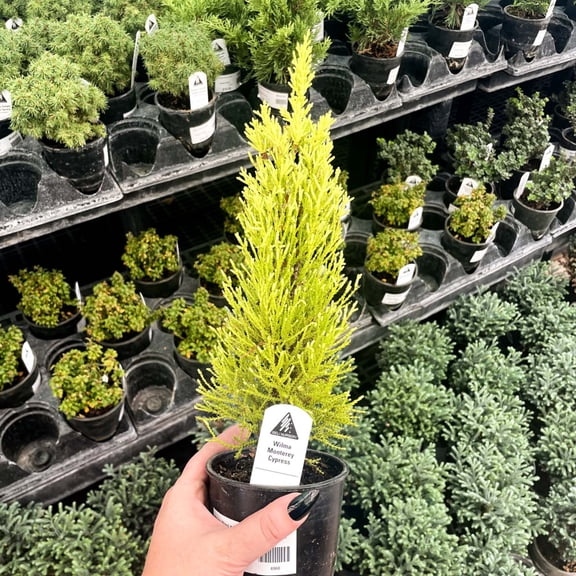 Wilma Monterey Cypress, Live Plant, 4" Growers Pot
