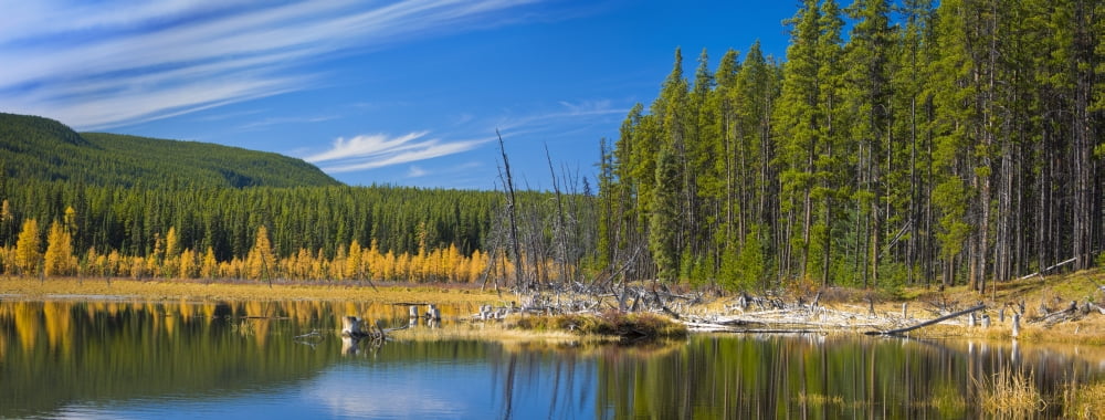 Wilmore Wilderness In The Fall Alberta Canada Canvas Art - Corey Hochachka Design Pics (44 x 17)