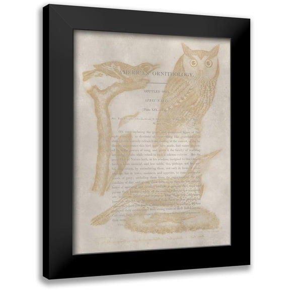 Wilson, Alexander 12x14 Black Modern Framed Museum Art Print Titled - Ornithology Impressions VI