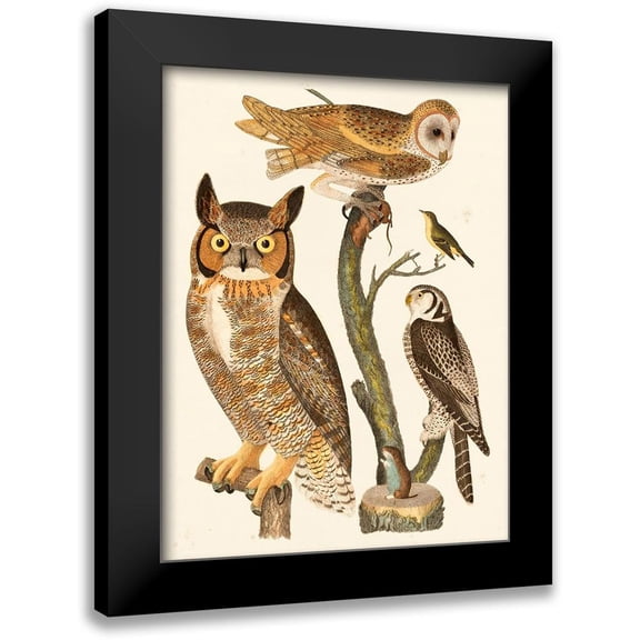 Wilson, Alexander 12x14 Black Modern Framed Museum Art Print Titled - Wilson Owls I