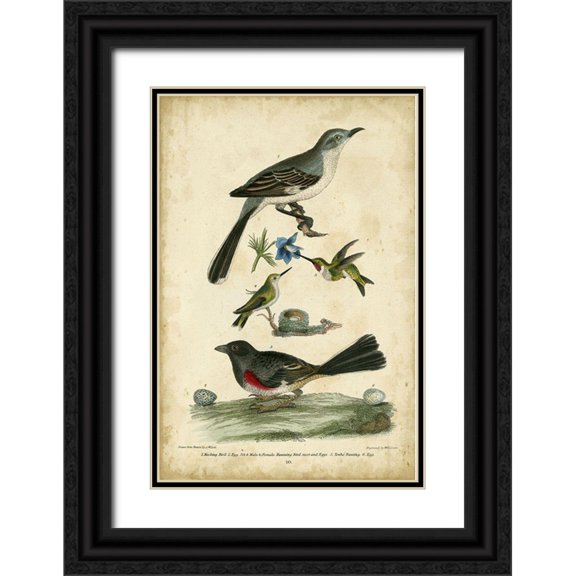 Wilson, Alexander 17x24 Black Ornate Wood Framed with Double Matting Museum Art Print Titled - Wilsons Mockingbird