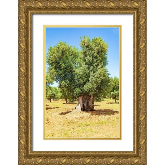 Wilson, Emily 13x18 Gold Ornate Wood Framed with Double Matting Museum Art Print Titled - Italy-Apulia-Province of Brindisi-Ostuni Huge ancient olive tree