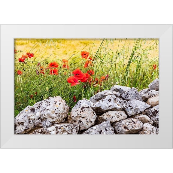 Wilson, Emily 14x11 White Modern Wood Framed Museum Art Print Titled - Italy-Apulia-Province of Taranto-Laterza Field of barley with poppies and an old stone wall