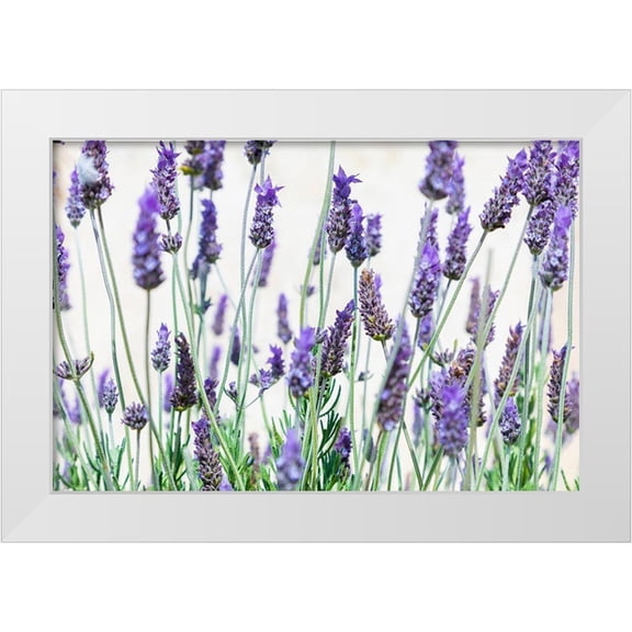 Wilson, Emily 14x11 White Modern Wood Framed Museum Art Print Titled - Lavender flowers on a white background