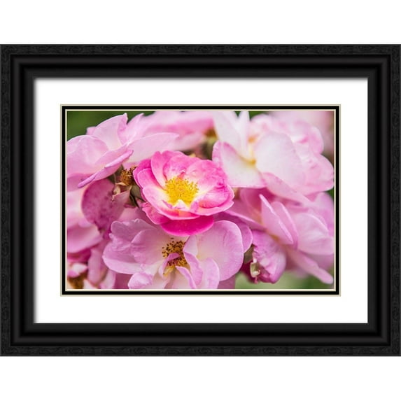 Wilson, Emily 18x13 Black Ornate Wood Framed with Double Matting Museum Art Print Titled - Washington State-Vancouver Roses in a garden in Vancouver-Washington