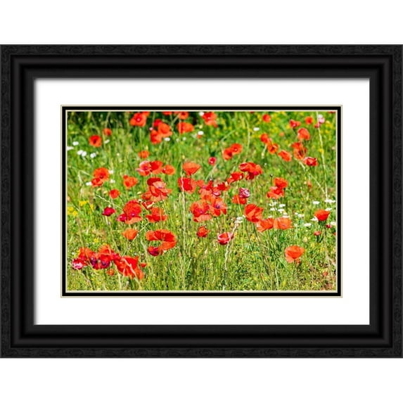 Wilson, Emily 18x13 Black Ornate Wood Framed with Double Matting Museum Art Print Titled - Italy-Apulia-Province of Bari Countryside with poppies