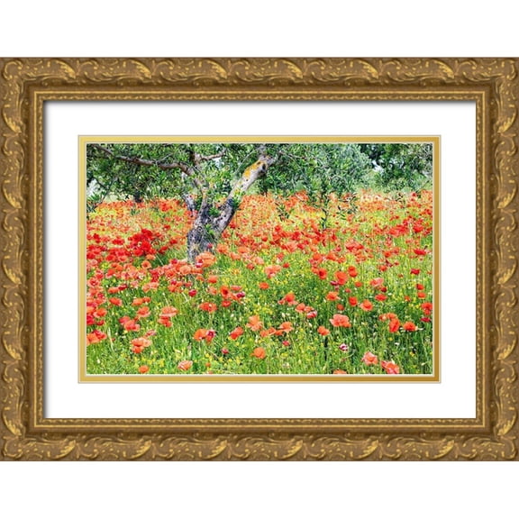Wilson, Emily 24x17 Gold Ornate Wood Framed with Double Matting Museum Art Print Titled - Italy-Apulia-Province of Bari Countryside with poppies and olive trees