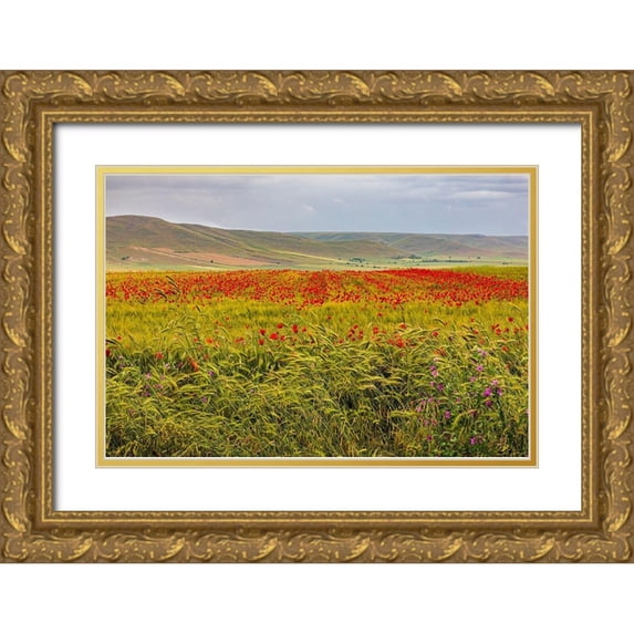 Wilson, Emily 32x23 Gold Ornate Wood Framed with Double Matting Museum Art Print Titled - Italy-Apulia-Metropolitan City of Bari-Gravina in Puglia Large field of barley and poppies