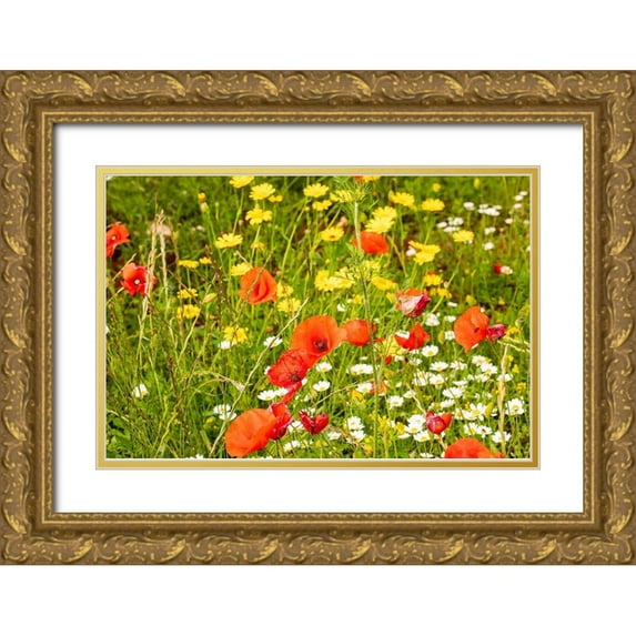 Wilson, Emily 32x23 Gold Ornate Wood Framed with Double Matting Museum Art Print Titled - Italy-Apulia-Province of Bari Countryside with poppies and other wildflowers