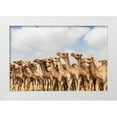thumbnail image 1 of Wilson, Emily 32x23 White Modern Wood Framed Museum Art Print Titled - Africa-Egypt-Cairo-Birqash October 5-2018 Camels at the Souq al-Gamaal weekly camel market, 1 of 4