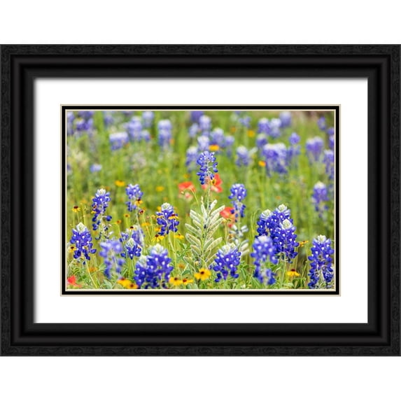 Wilson, Emily M. 14x11 Black Ornate Wood Framed with Double Matting Museum Art Print Titled - Llano-Texas-USA-Bluebonnet and other wildflowers in the Texas Hill Country