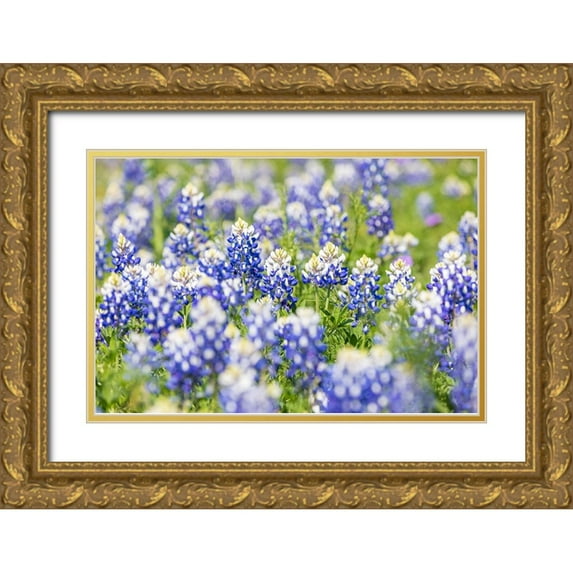 Wilson, Emily M. 14x11 Gold Ornate Wood Framed with Double Matting Museum Art Print Titled - Johnson City-Texas-USA-Bluebonnet wildflowers in the Texas Hill Country