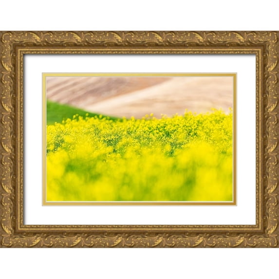 Wilson, Emily M. 14x11 Gold Ornate Wood Framed with Double Matting Museum Art Print Titled - Lacrosse-Washington State-USA-Blooming canola field in the Palouse hills