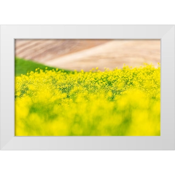 Wilson, Emily M. 14x11 White Modern Wood Framed Museum Art Print Titled - Lacrosse-Washington State-USA-Blooming canola field in the Palouse hills
