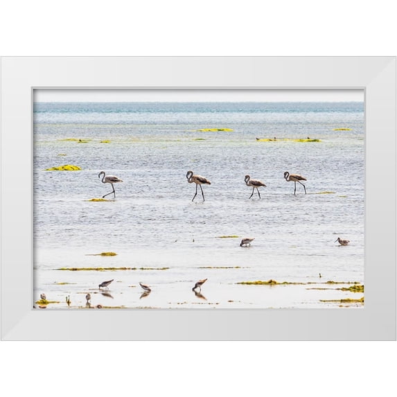 Wilson, Emily M. 14x11 White Modern Wood Framed Museum Art Print Titled - Middle East-Arabian Peninsula-Al Batinah South-Mahout-Flamingos