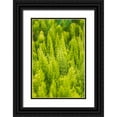 thumbnail image 1 of Wilson, Emily M. 17x24 Black Ornate Wood Framed with Double Matting Museum Art Print Titled - Steptoe-Washington State-USA-Horsetail plants-equisetum-in the Palouse hills, 1 of 4