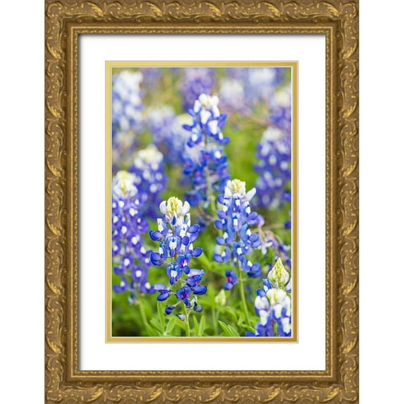 Wilson, Emily M. 17x24 Gold Ornate Wood Framed with Double Matting Museum Art Print Titled - Johnson City-Texas-USA-Bluebonnet wildflowers in the Texas Hill Country