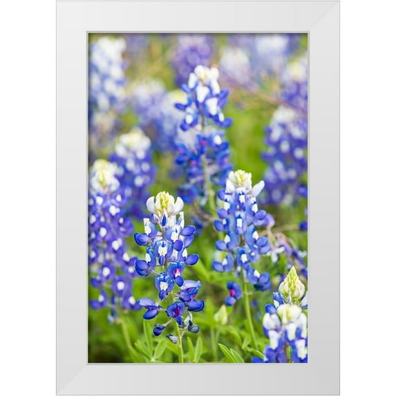 Wilson, Emily M. 17x24 White Modern Wood Framed Museum Art Print Titled - Johnson City-Texas-USA-Bluebonnet wildflowers in the Texas Hill Country