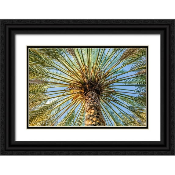 Wilson, Emily M. 18x13 Black Ornate Wood Framed with Double Matting Museum Art Print Titled - Middle East-Arabian Peninsula-Oman-Ad Dakhiliyah-Nizwa-Palm tree against blue sky in Nizwa-Oman