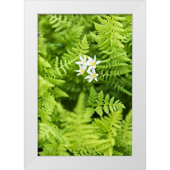 Wilson, Emily M. 23x32 White Modern Wood Framed Museum Art Print Titled - Castroville-Texas-USA-Ferns in the Texas Hill Country