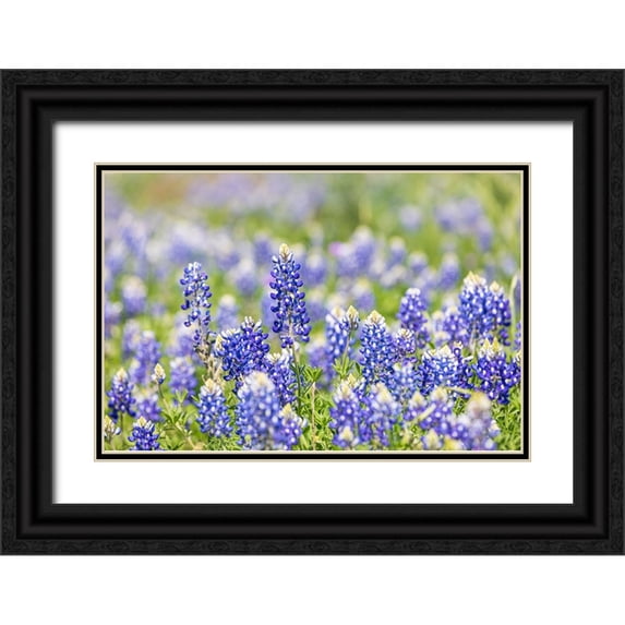 Wilson, Emily M. 24x17 Black Ornate Wood Framed with Double Matting Museum Art Print Titled - Johnson City-Texas-USA-Bluebonnet wildflowers in the Texas Hill Country