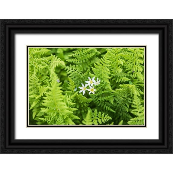 Wilson, Emily M. 24x17 Black Ornate Wood Framed with Double Matting Museum Art Print Titled - Castroville-Texas-USA-Ferns in the Texas Hill Country