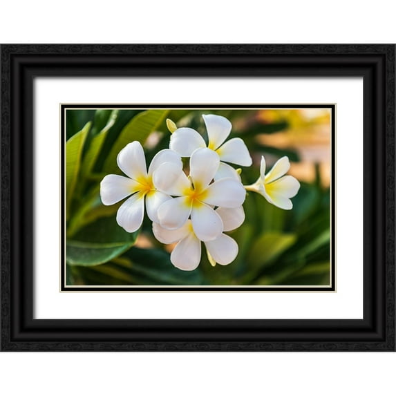 Wilson, Emily M. 32x23 Black Ornate Wood Framed with Double Matting Museum Art Print Titled - Middle East-Arabian Peninsula-Oman-Muscat-Quriyat-Plumeria blossoms in a garden