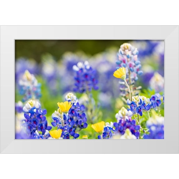 Wilson, Emily M. 32x23 White Modern Wood Framed Museum Art Print Titled - Johnson City-Texas-USA-Bluebonnet wildflowers in the Texas Hill Country