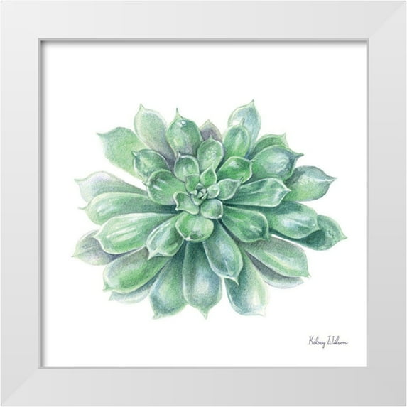 Wilson, Kelsey 12x12 White Modern Wood Framed Museum Art Print Titled - Single Succulents IV