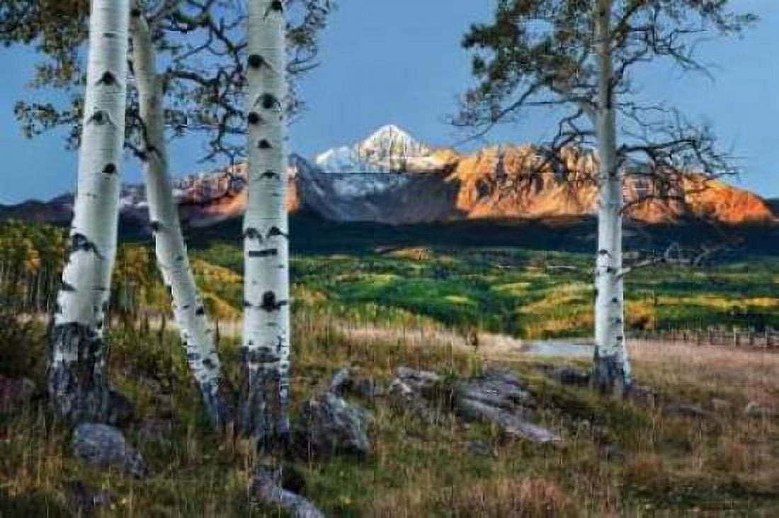 Wilson Peak Aspens I Canvas Art - Larry Malvin (12 x 18)