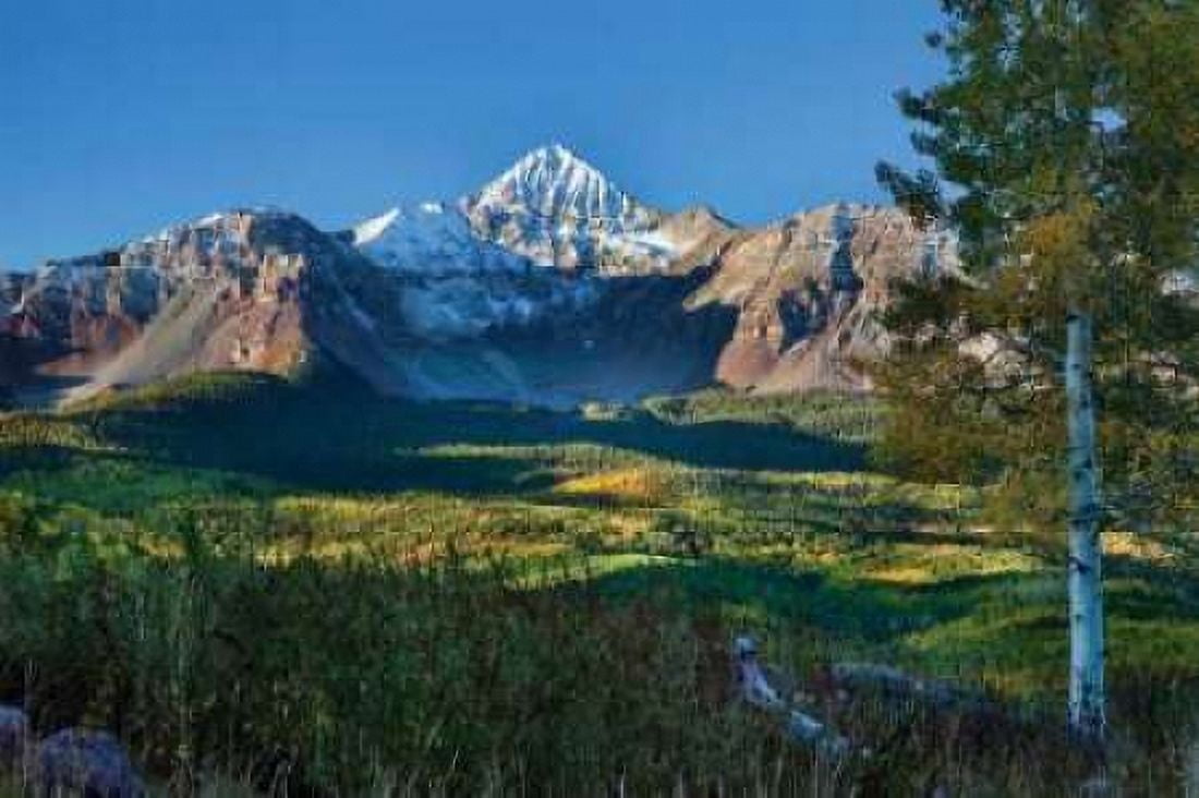 Wilson Peak Aspens II Canvas Art - Larry Malvin (12 x 18)