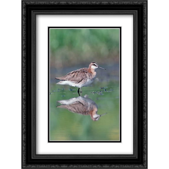 Wilsons Phalarope adult with reflection, North America 2x Matted 18x24 Black Ornate Framed Art Print by Fitzharris, Tim
