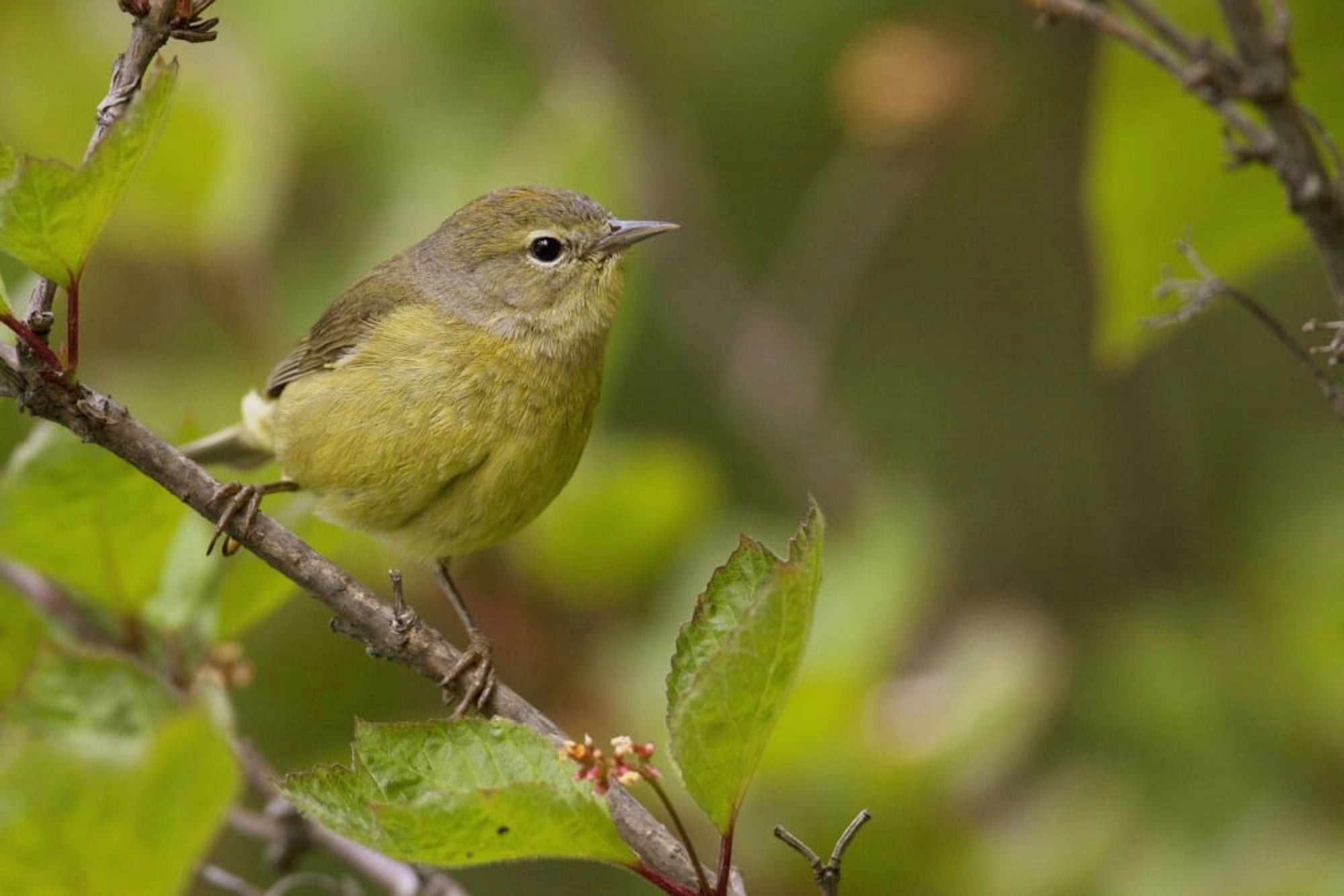 Wilsons Warbler Perched On Branch Spring Southcentral Alaska Canvas Art - Doug Lindstrand Design Pics (19 x 12)