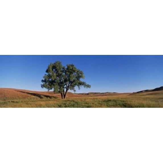 Wind Cave National Park, South Dakota, USA Poster Print (18 x 6)