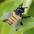 thumbnail image 1 of Wind Up Crawling Bee Toy,Simulation Animal Clockwork Toy,No Battery Required Easy Operation,Drop Resistant Plastic Material,Hand Eye Coordination Training,Portable Indoor Outdoor Educational Gift, 1 of 6