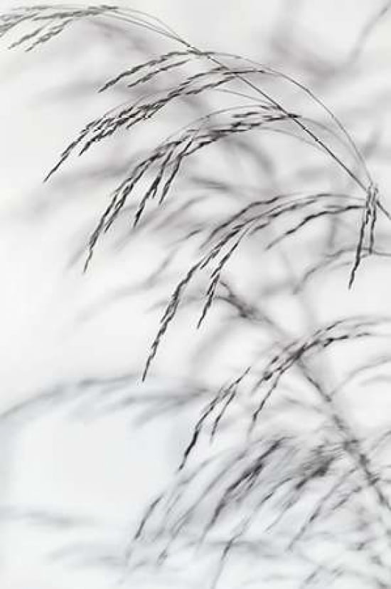 Wind Grass I Canvas Art - Cora Niele (24 x 36)