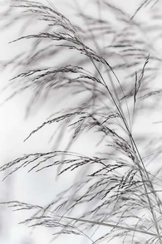 Wind Grass II Canvas Art - Cora Niele (12 x 18)