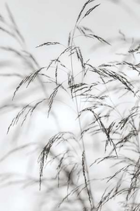 Wind Grass III Canvas Art - Cora Niele (24 x 36)