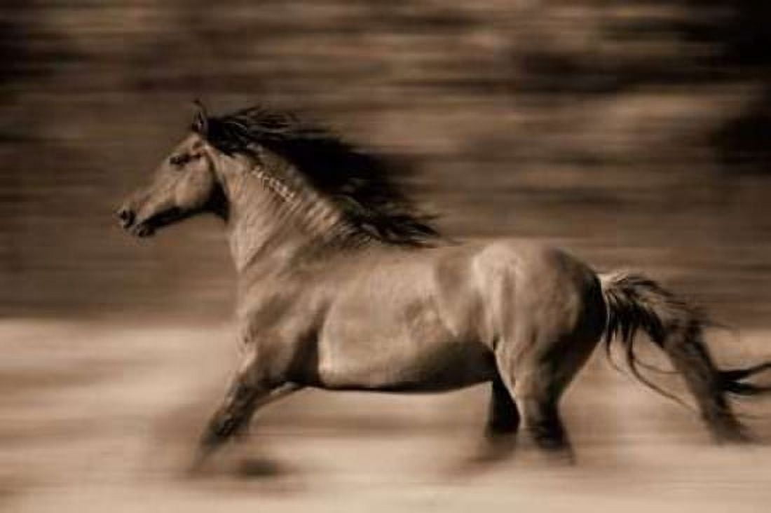 Wind Runner Canvas Art - Lisa Dearing (24 x 36)