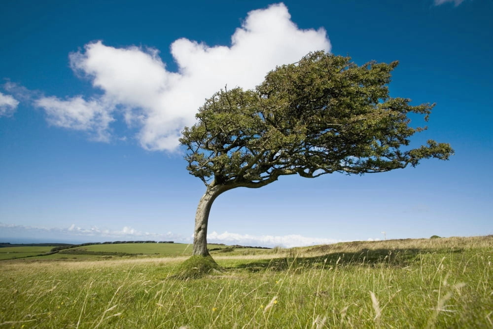Wind-Swept Solitary Tree On Open Grassy Moorland Canvas Art - Naki Kouyioumtzis Design Pics (18 x 12)