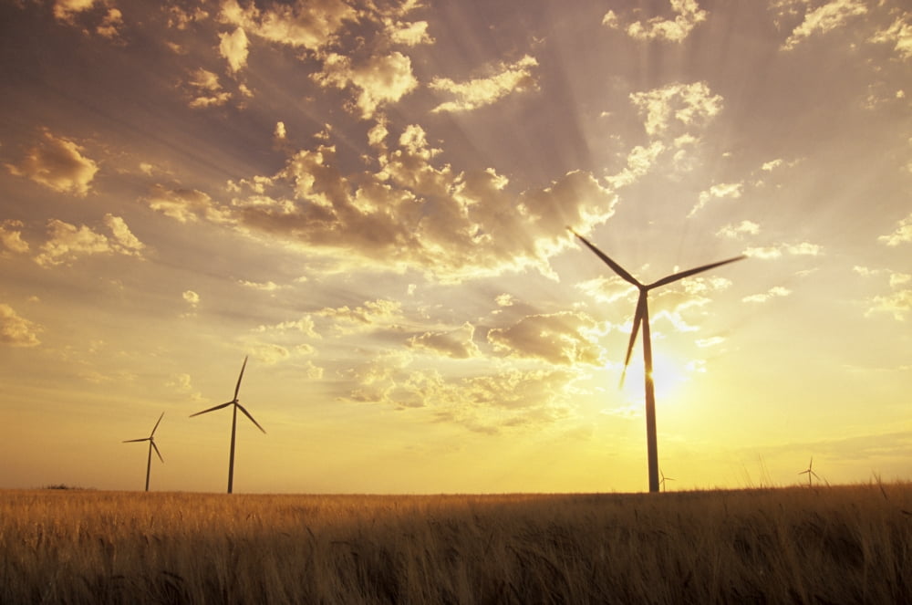 Wind Turbines In Barley Field At Sunset Near St Leon Manitoba Canvas Art - Dave Reede Design Pics (34 x 22)