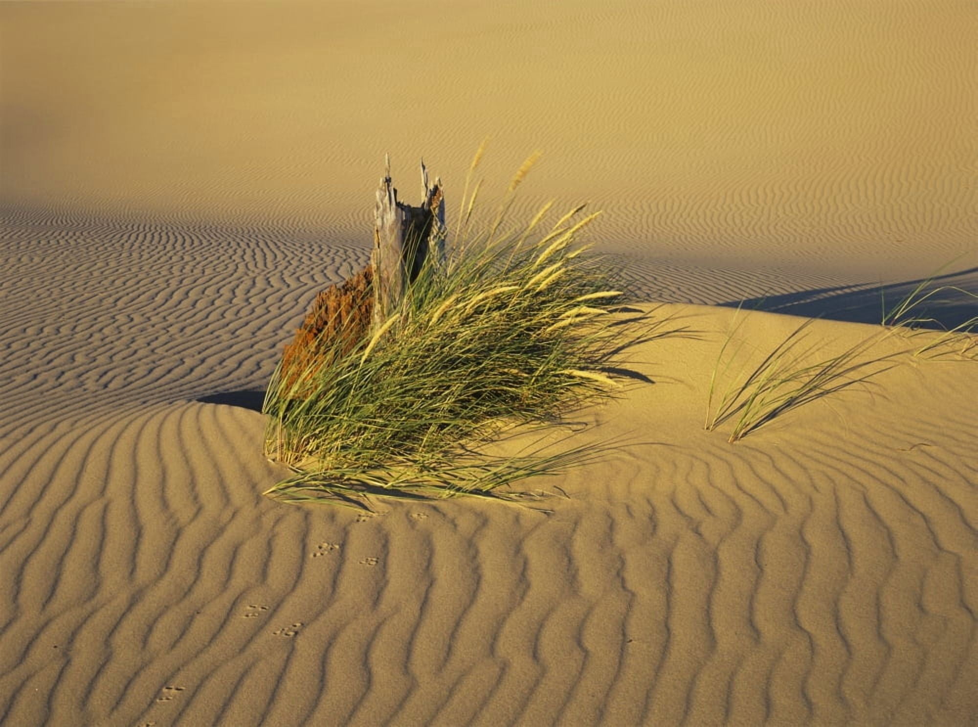 Wind makes ripples in the sand Lakeside Oregon United States of America Canvas Art - Robert L Potts Design Pics (18 x 13)