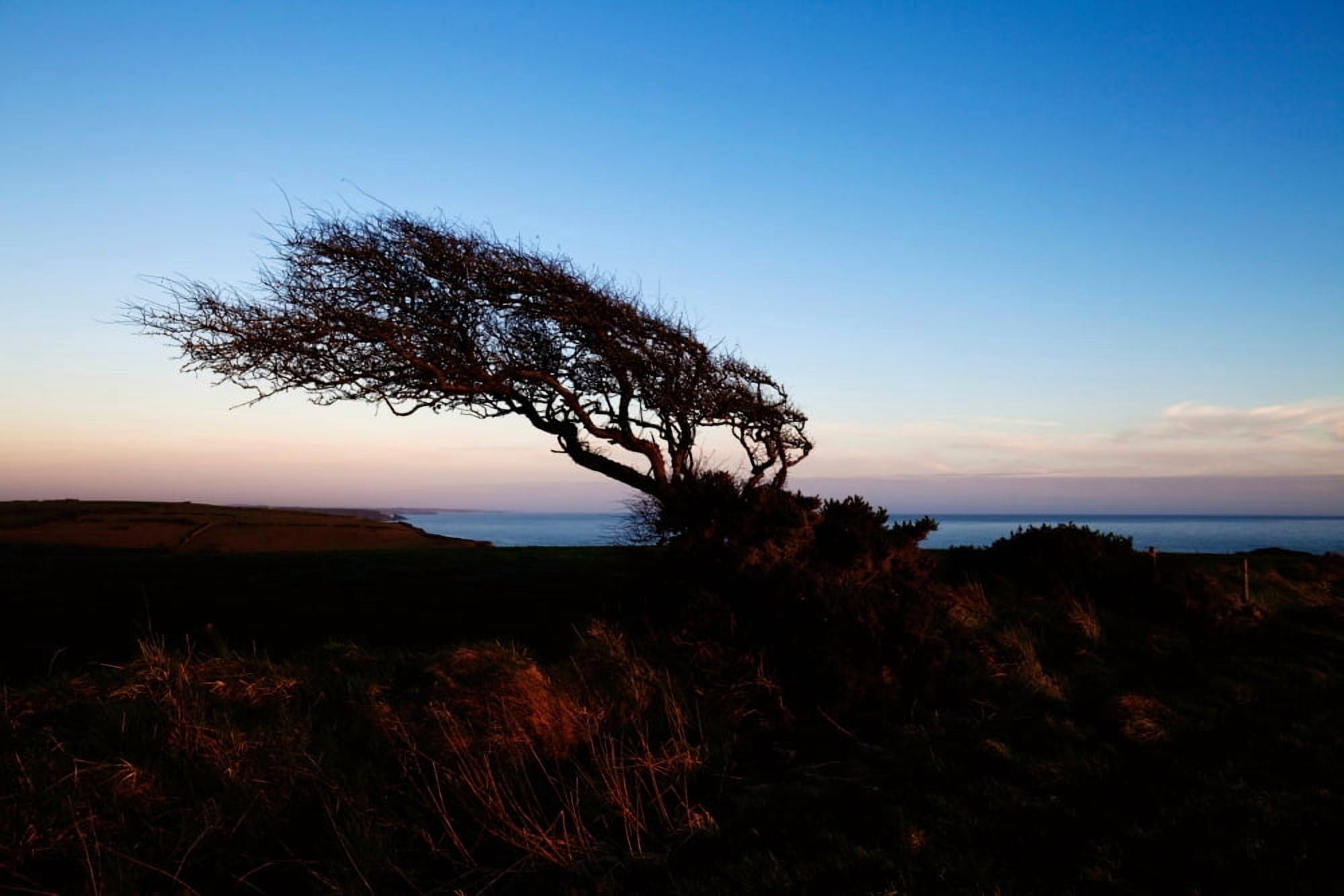 Wind sculptured Hawthorn Tree The Copper Coast County Waterford Ireland Canvas Art - Panoramic Images (27 x 9)