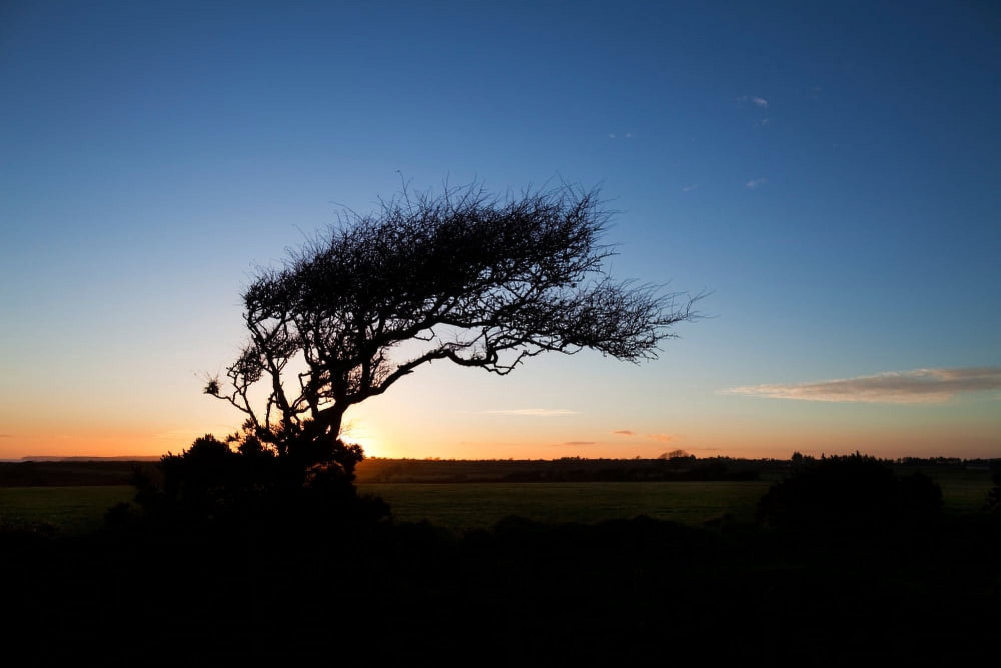 Wind sculptured Hawthorn Tree The Copper Coast County Waterford Ireland Canvas Art - Panoramic Images (36 x 12)