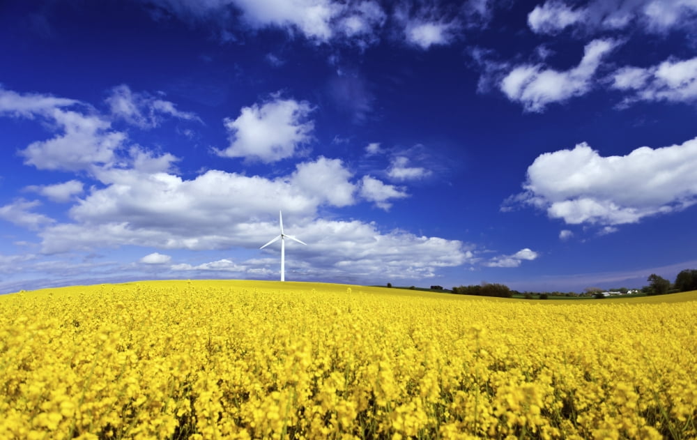 Wind turbine in a canola field against cloudy sky Denmark Canvas Art - Evgeny KuklevStocktrek Images (36 x 23)