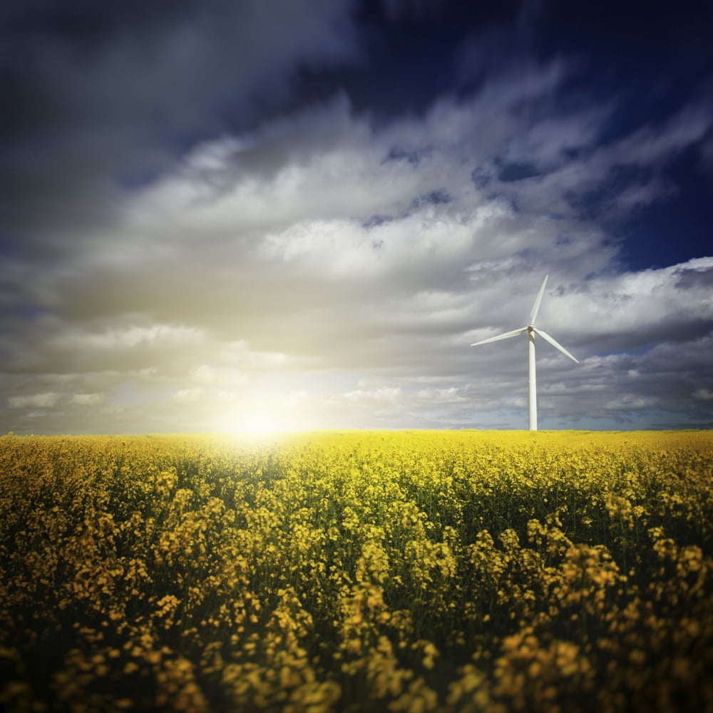Wind turbine in a canola field against cloudy sky at sunset Denmark Canvas Art - Evgeny KuklevStocktrek Images (29 x 29)