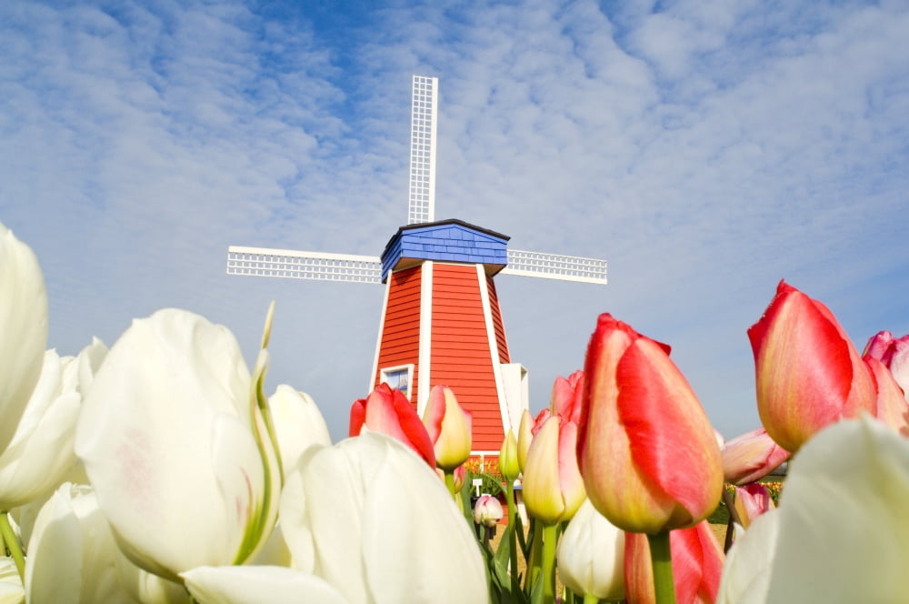 Windmill And Tulips At Wooden Shoe Tulip Farm Woodburn Oregon Usa Canvas Art - Dan Sherwood Design Pics (18 x 12)
