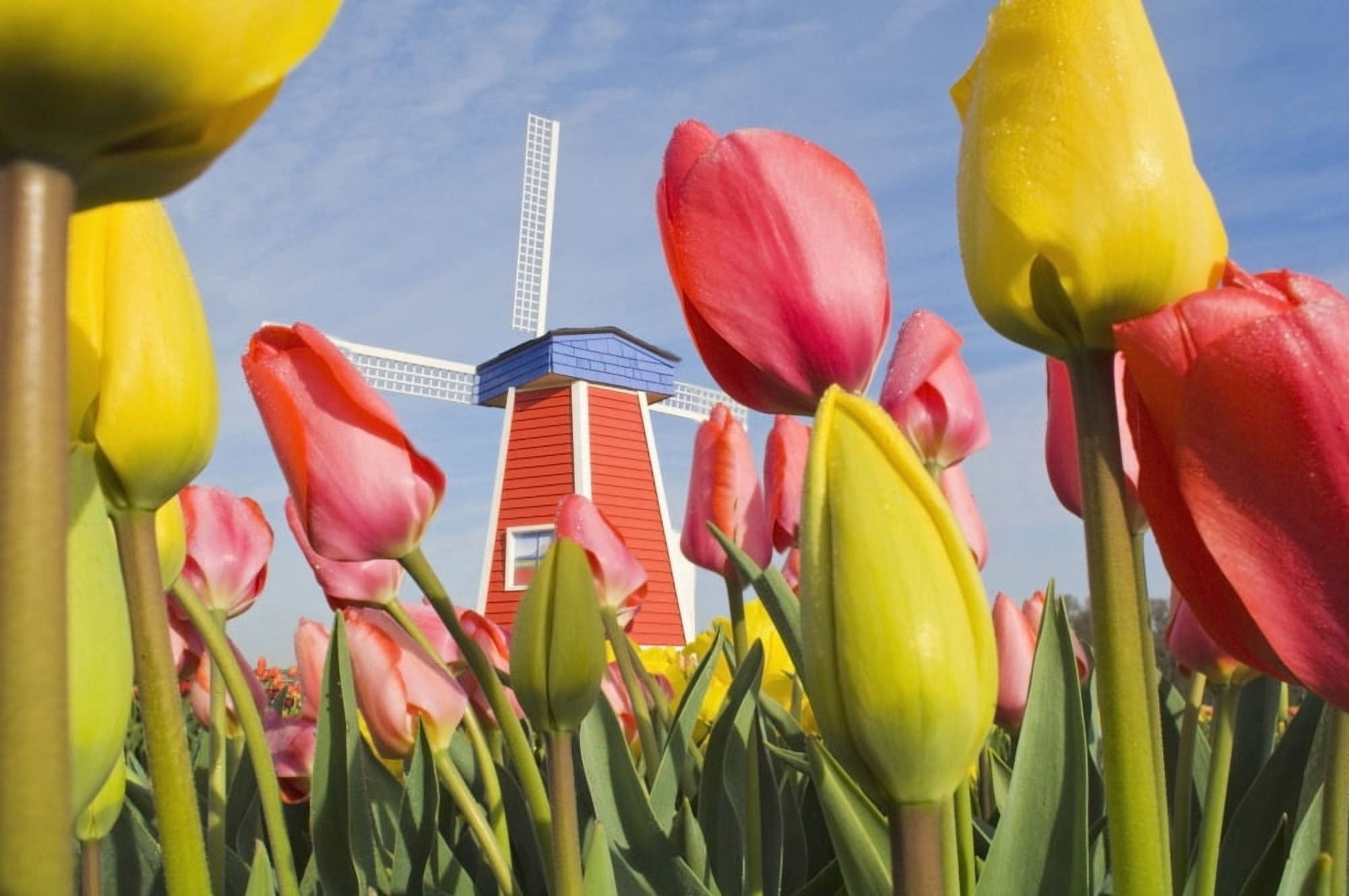 Windmill And Tulips At Wooden Shoe Tulip Farm Woodburn Oregon Usa Canvas Art - Dan Sherwood Design Pics (36 x 24)